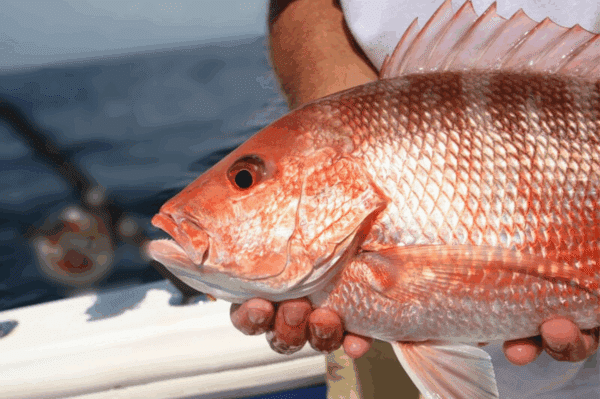 Afternoon Fishing Tour (1 PM Start) - Image 2